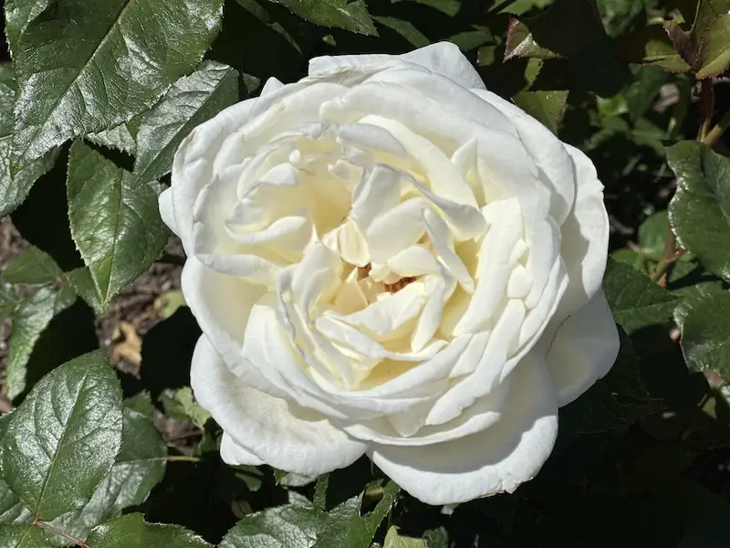 Rose at the Butchart Gardens