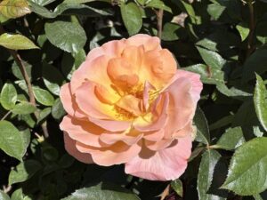 Rose Garden at the Butchart Gardens