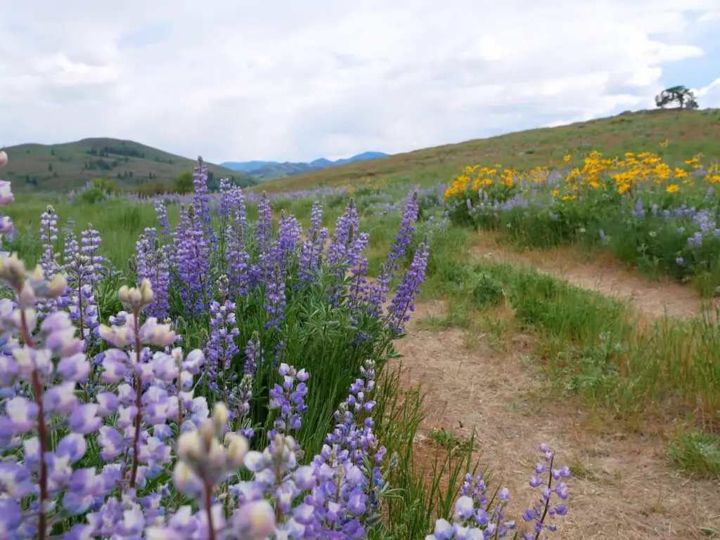 Lupines by the trail